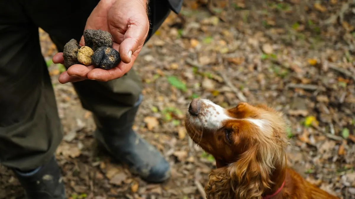 Tuscan truffle hunting with a dog